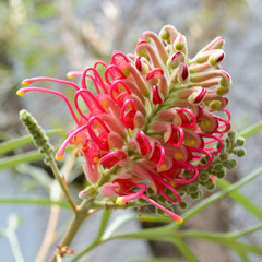 Detail of a flower of Red Silky Oak or Banks' Grevillea (scientific name: Grevillea banksii, Proteaceae) It has a nice interesting shape and it is ready to bloom