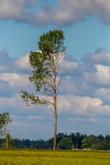 Landscape with trees and blue sky