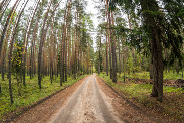 Forest road in pine forest