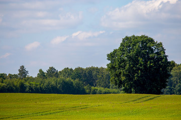 Obraz premium Landscape with cereal field, forest and blue sky