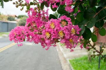 A branch of Crapemyrtle (Crape Myrtle) tree, colorful e full of pink and yellow flowers. Scientific name: Lagerstroemia indica, locationo Atibaia, Sao Paulo, Brazil
