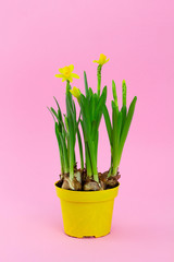 Young spring narcissus flowers in pot on pink background, symbol of the beginning of spring