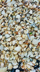 shells beach  texture seashell