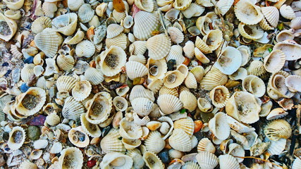 shells beach  texture seashell