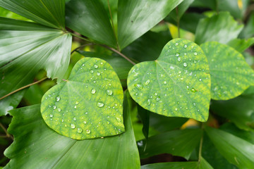 Water drops on heart-shaped leaves.Lush green heart-shaped leaves.Morning Glories.