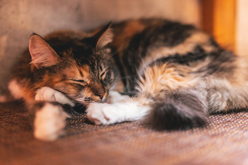 Sleeping Cat