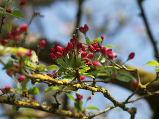 Malus floribunda - Pommier à fleurs roses ou pommier du Japon aux feuillage luxuriant et boutons floraux carmin, rose pâle et blanc