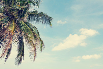 Fototapeta na wymiar Tropical still life with palm and blue sky