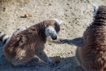 lemur at zoo. life in custody