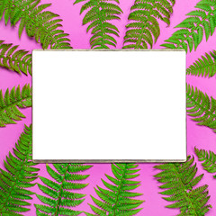 Tropical summer background, green fern leaves and blank white sheet for text on bright pink background top view flat lay. Summer floral composition, green leaf frame. Nature concept mock-up for design