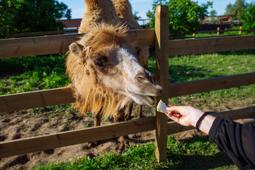 camel. feeding animal. weekend in zoo
