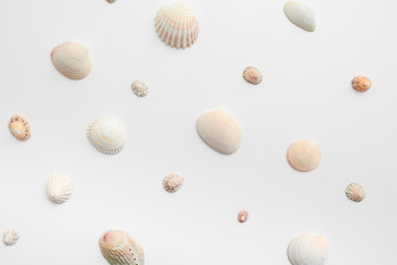 Sea shell objects for seaside and beach themed design