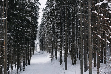 Coniferous forest at mountain resort on winter day