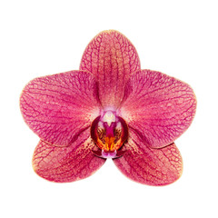Fototapeta na wymiar one maroon orchid isolated on white background close-up exotic flower during flowering - Image