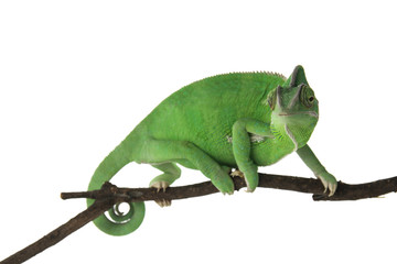 Cute green chameleon on branch against white background
