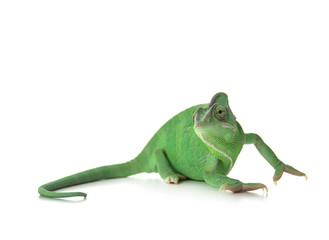 Cute green chameleon on white background
