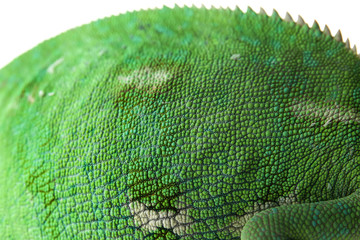 Texture of chameleon skin, closeup © Pixel-Shot