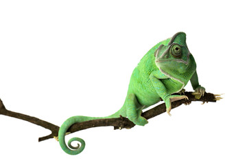 Cute green chameleon on branch against white background - Powered by Adobe