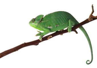 Cute green chameleon on branch against white background © Pixel-Shot