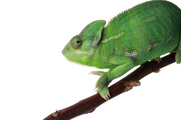 Cute green chameleon on branch against white background