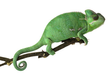 Cute green chameleon on branch against white background © Pixel-Shot
