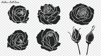 Rose ornament vector by hand drawing.Beautiful flower on transparent background.Arthur Bell rose vector art highly detailed in line art style.Flower tattoo for paint or pattern. - obrazy, fototapety, plakaty