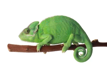 Türaufkleber Cute green chameleon on branch against white background © Pixel-Shot