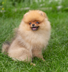 Naklejka na ściany i meble Beautiful orange dog - pomeranian Spitz. Puppy pomeranian dog cute pet happy smile playing in nature