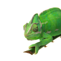 Cute green chameleon on branch against white background © Pixel-Shot