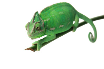 Cute green chameleon on branch against white background © Pixel-Shot
