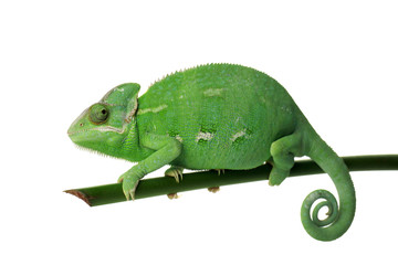 Cute green chameleon on branch against white background