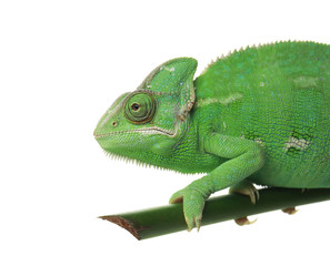 Cute green chameleon on branch against white background