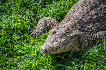 Crocodile in the grass