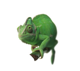 Cute green chameleon on branch against white background