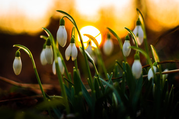 Flowers of snowdrops announcing the spring of 2019