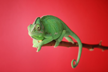 Cute green chameleon on branch against color background