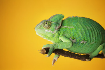 Cute green chameleon on branch against color background