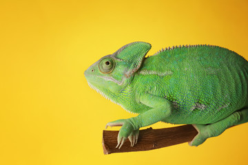 Cute green chameleon on branch against color background