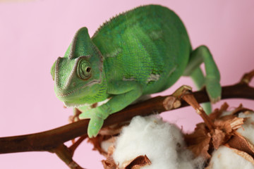 Cute green chameleon on cotton branch against color background