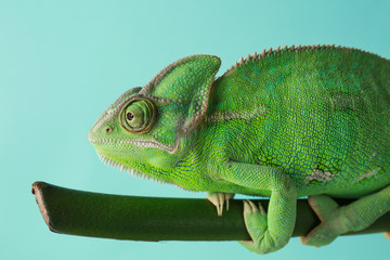 Naklejka premium Cute green chameleon on branch against color background