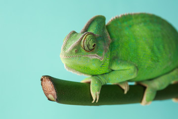 Cute green chameleon on branch against color background