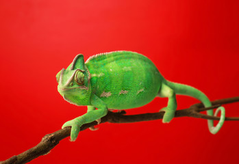 Cute green chameleon on branch against color background