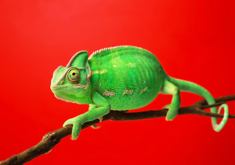 Cute green chameleon on branch against color background