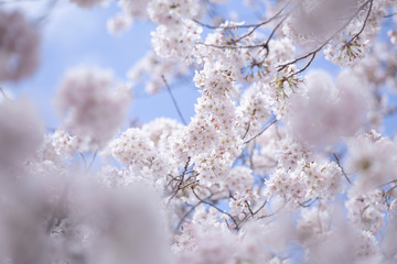 満開の桜　春の桜