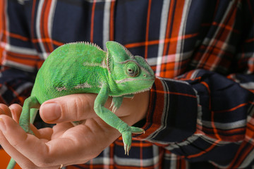 Obraz premium Woman holding cute green chameleon, closeup