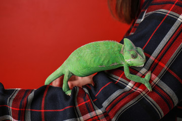 Cute green chameleon on female arm against color background