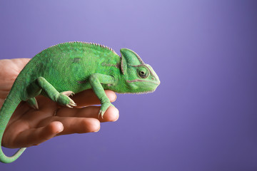 Woman holding cute green chameleon against color background
