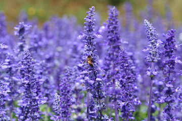 Fototapeta premium Bee eating nectar at purple little flowers in garden
