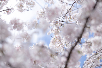 満開の桜　春の桜