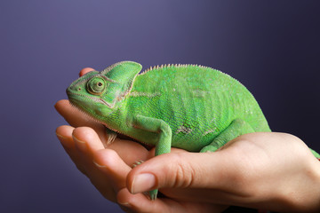 Woman holding cute green chameleon against color background